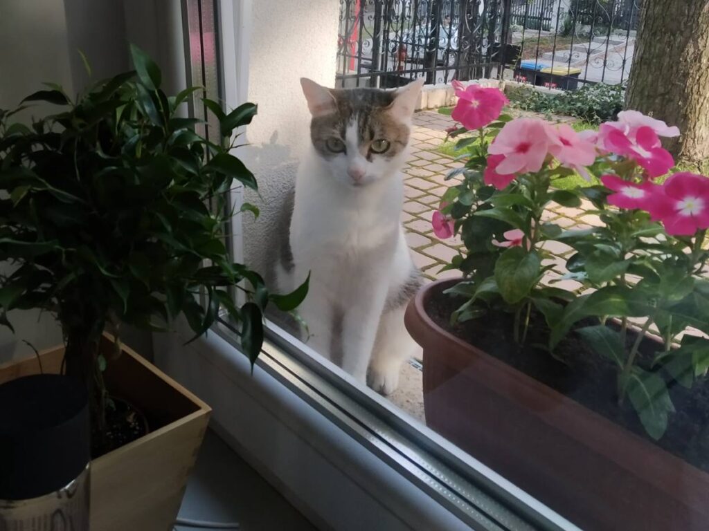 IMG-395ad37f4a82736ece77ff4a7a7d7f28-V